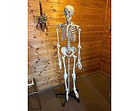 Anatomie- Skelett