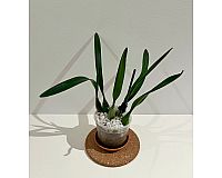 Encyclia hanburyi / Cattleya / Orchidee
