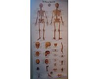 Poster "menschliches Skelett"