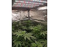 Diverse Led Grow Strips Cre Science & LED Tech