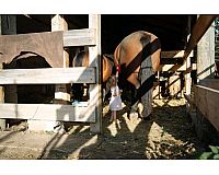 Pferdebegeisterte Unterstützung/ Kinderbetreuung