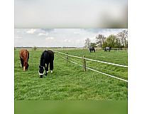 Minijob Pferde auf die Weide bringen