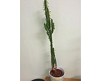 Kaktus Pflanze, Euphorbia , Acruensis