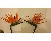 Strelitzia Stiel orange Kunstblume Paradiesvogel Blume 100cm