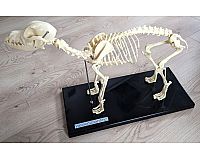 Heine Scientific Skelett Hund, Physiotherapie, neuwertig