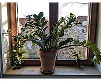 Glücksfeder zamioculcas Zimmerpflanze Grünpflanze