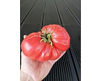 Tomaten Jungpflanzen