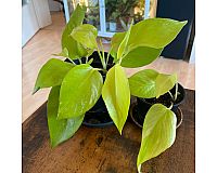 Philodendron Neon Pothos (Einsteigerpflanze)