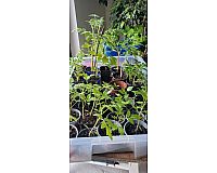 Verschiedene Tomaten-Pflanzen und mini Snack- Paprika Pflanzen