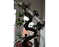 Ficus benjamini Großer Bonsai