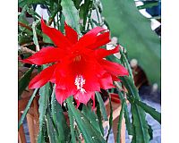 Blattkaktus Kakteen Pflanze rote Blumen Epiphyllum Ableger Kaktus
