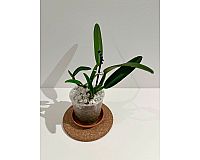 Cattleya maxima / Orchidee