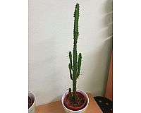 Kaktus Pflanze, Euphorbia , Acruensis