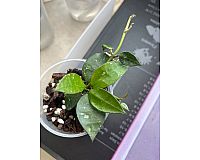 Hoya Krohniana Babyplant