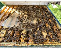 Bienenvölker auf DNM