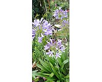 Schmucklilie, Blüten Blau, neu eingetopft