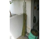 Bambus Stäbe Zweige Rankhilfe, zu verschenken