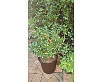 Cassula ovata Pflanze, ( Geldbaum )