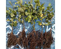 Hainbuche Carpinus betulus (Heckenpflanze) 40-60cm