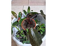 Philodendron 5x