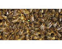 unbegattete Bienenkönigin aus 2024 Carnic
