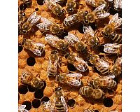 Honig von Hobbyimkerin aus Lappersdorf