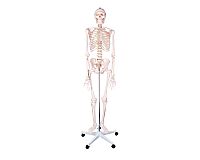 Menschliches Skelett-Modell aus Kunststoff .
