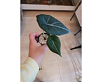 Alocasia Maharani Babypflanzen /Jungspflanzen