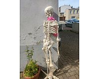 Skelett zu verkaufen
