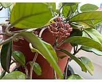 Porzellanblume (Hoya carnosa) in gute Hände abzugeben
