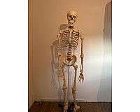 Anatomy Skelett