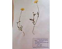 Herbarium mit 68 Pflanzen (Tiermedizin, Botanik, Biologie)