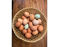 frische Eier von unseren Hühnern zu verkaufen