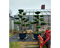 Muschelzypresse, Bonsai, Formschnitt, Gartenbinsai