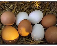 Bio Eier von glücklichen Hühnern.